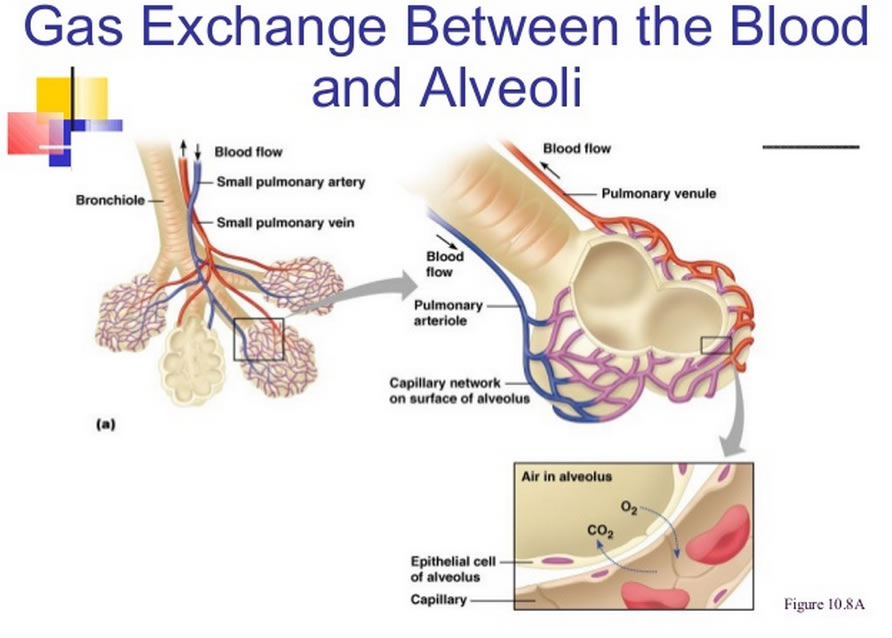 Gas Exchange through the Lungs