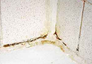 mold and mildew on bathroom tile