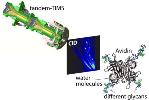 FSU-Bruker Virtual Colloquium on Trapped Ion Mobility Spectrometry ...