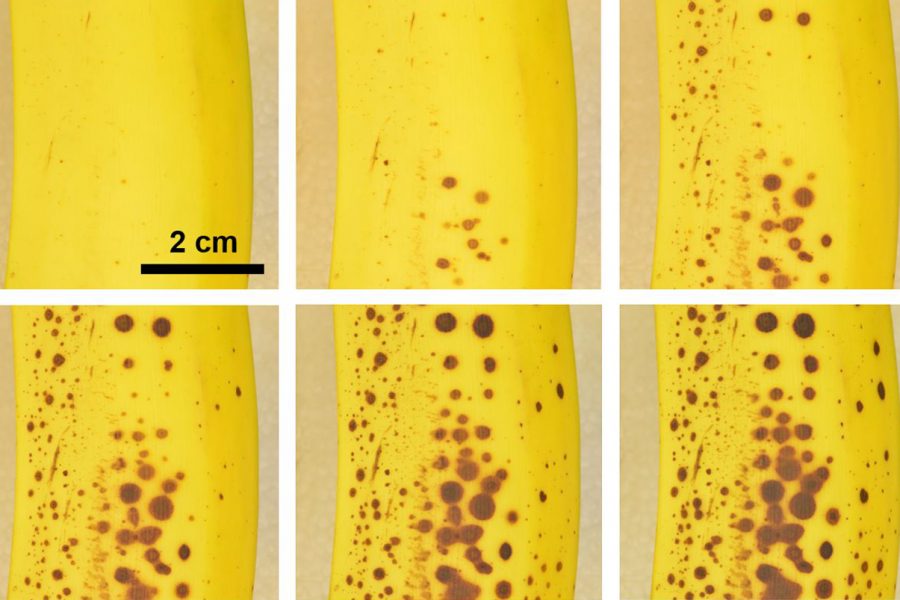 FSU study on banana browning could help tackle food waste