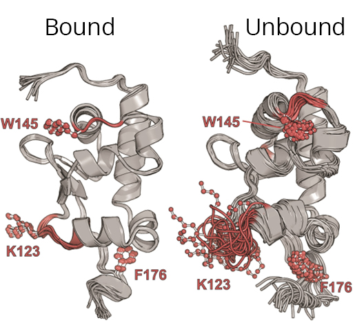 FSU researchers discover new protein-RNA interaction with potential to treat fibrosis