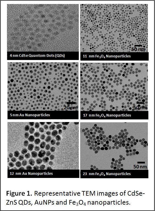 Figure 1. Representative TEM images of CdSe-ZnS QDs, AuNPs and Fe3O4 nanoparticles.