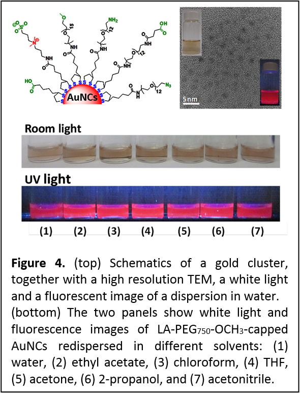 Figure 4. (top) Schematics of a gold cluster, together with a high resolution TEM, a white light and a fluorescent image of a dispersion in water. (bottom) The two panels show white light and fluorescence images of LA-PEG750-OCH3-capped AuNCs redispersed in different solvents: (1) water, (2) ethyl acetate, (3) chloroform, (4) THF, (5) acetone, (6) 2-propanol, and (7) acetonitrile.
