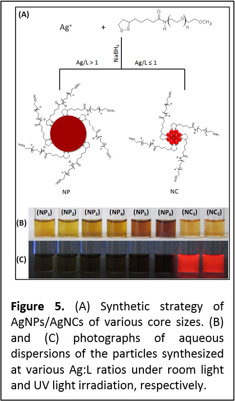 Figure 5. (A) Synthetic strategy of AgNPs/AgNCs of various core sizes. (B) and (C) photographs of aqueous dispersions of the particles synthesized at various Ag:L ratios under room light and UV light irradiation, respectively.