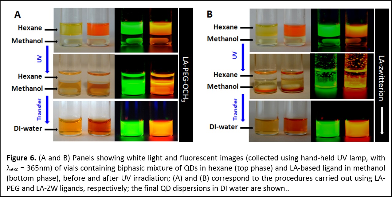 Figure 6. (A and B) Panels showing white light and fluorescent images (collected using hand-held UV lamp, with exc = 365nm) of vials containing biphasic mixture of QDs in hexane (top phase) and LA-based ligand in methanol (bottom phase), before and after UV irradiation; (A) and (B) correspond to the procedures carried out using LA-PEG and LA-ZW ligands, respectively; the final QD dispersions in DI water are shown.